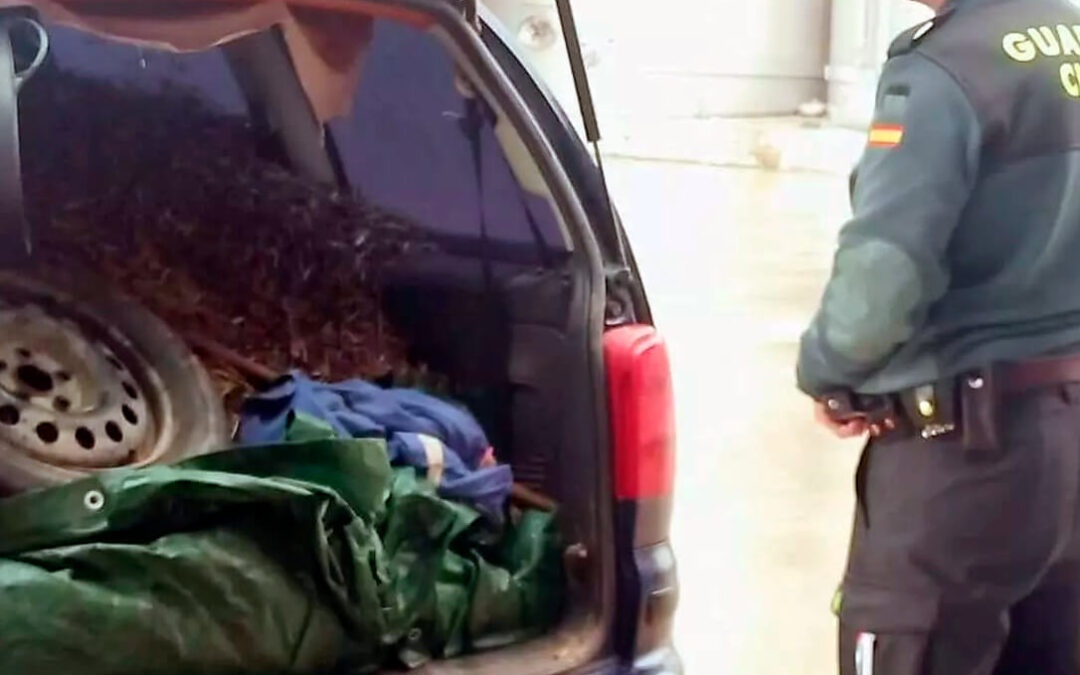Tres investigados por el robo de aceitunas: circulaban en un vehículo con tanto sobrepeso que llamó la atención de la Guardia Civil