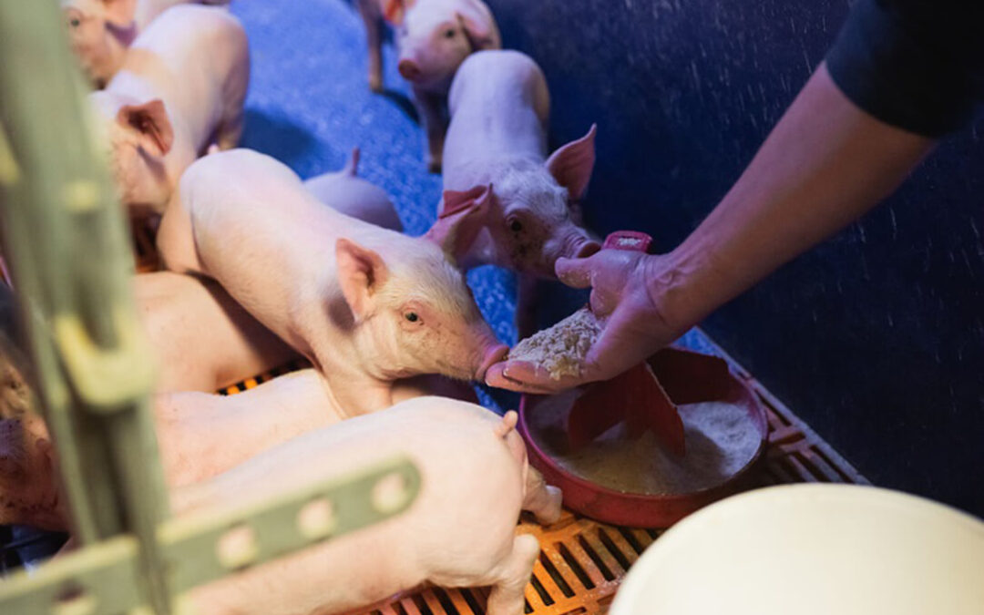 El Gobierno cede a la presión del sector y aprueba una moratoria de un año en la nueva normativa de bienestar animal en porcino