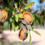 El Gobierno aprueba una ayuda directa por 20 millones a los productores de frutos de cáscara afectados por la sequía pero deja fuera a Granada