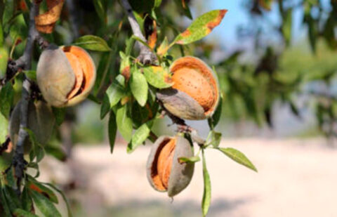 El Gobierno aprueba una ayuda directa por 20 millones a los productores de frutos de cáscara afectados por la sequía pero deja fuera a Granada