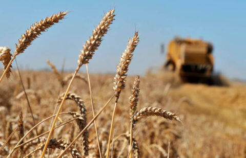 Continúa la bajada en el sector de los cereales de invierno en la lonja de León, con la vista puesta en la próxima cosecha