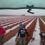 La previsión para la campaña de plantación es que haya un incremento de hectáreas de sandía y un descenso de melón en La Mancha