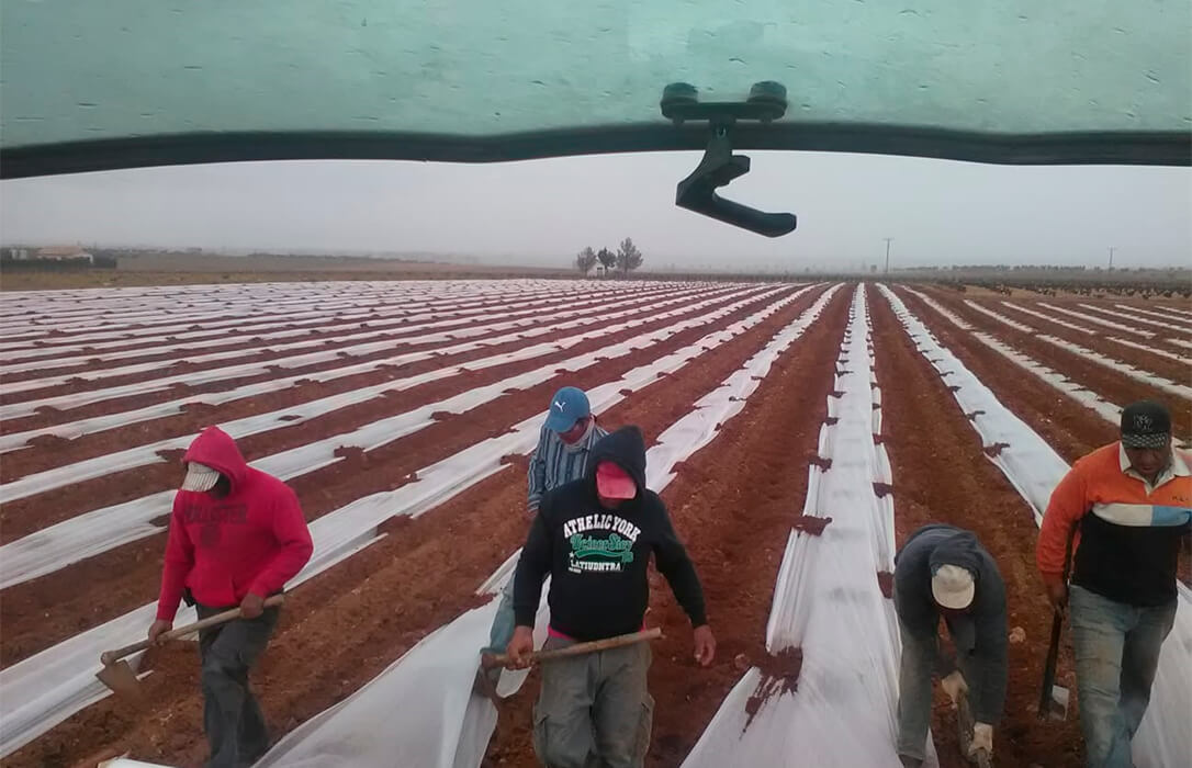 La previsión para la campaña de plantación es que haya un incremento de hectáreas de sandía y un descenso de melón en La Mancha