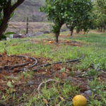 Impulsan el uso de IA para reducir hasta un 25% el consumo de agua en la agricultura con fondos del Plan de la Sequía andaluz