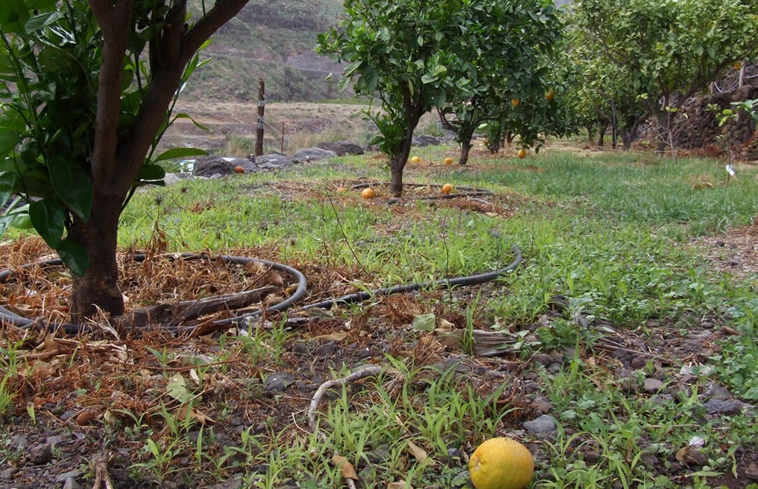 Impulsan el uso de IA para reducir hasta un 25% el consumo de agua en la agricultura con fondos del Plan de la Sequía andaluz