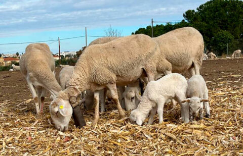 Del campo español al hogar argelino: el cordero nacional viaja rumbo a la Fiesta del Sacrificio tras la apertura de fronteras