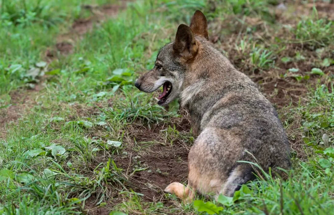 Cantabria y Asturias toman la delantera en cupos de caza del lobo al mes del cambio de ley con la aprobación de cuotas específicas de caza