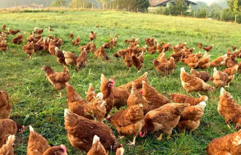 Grupo Operativo SIMBAV: un proyecto para conseguir una avicultura más sostenible, eficiente y respetuosa con el medio ambiente