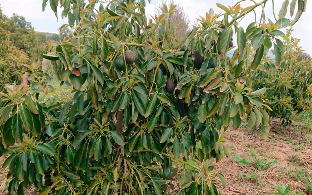 El aumento de las importaciones de Marruecos en un 89% lastra el precio del aguacate valenciano hasta caer este año más de un 29%