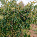 El aumento de las importaciones de Marruecos en un 89% lastra el precio del aguacate valenciano hasta caer este año más de un 29%