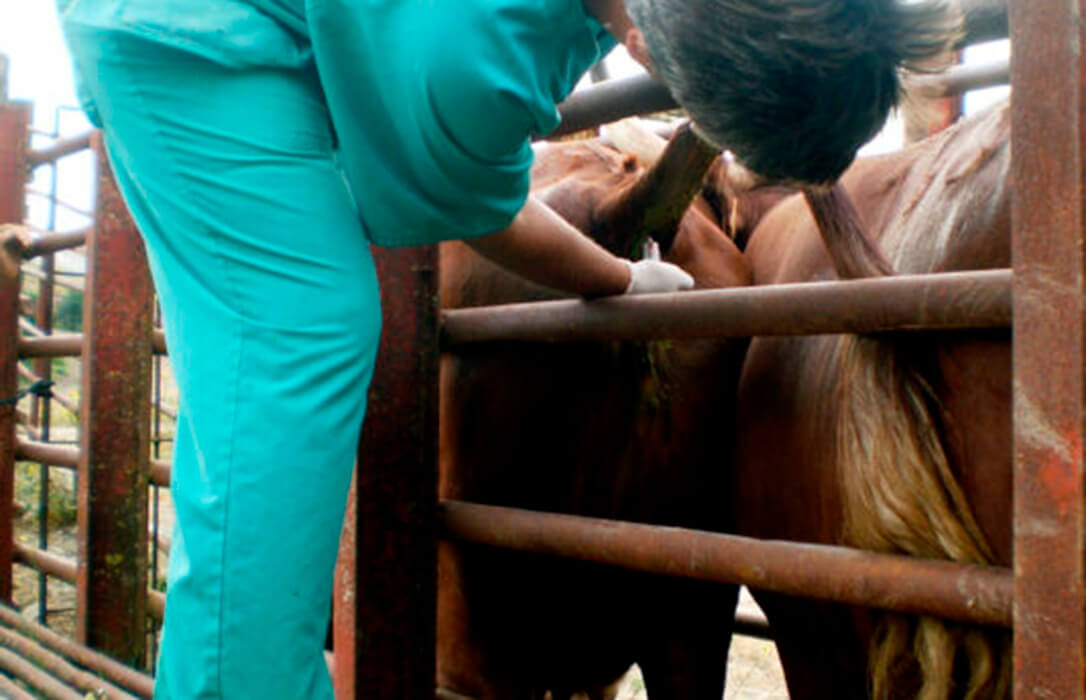 Crítica a la Junta por la Erradicación de la Tuberculosis: Andalucía tiene el 30% de rebaños positivos y el 40% de todos los sacrificados a nivel nacional