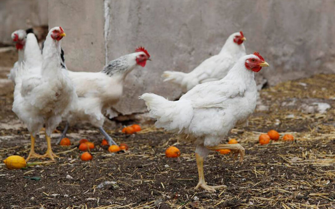 Se incrementan las ayudas para la vacunación frente a la salmonella en explotaciones de avicultura de puesta