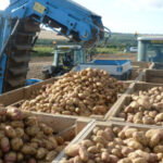Fepex prevé una producción similar al año pasado con buenas perspectivas pero le preocupa el descenso del consumo de patata en fresco