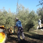 Recta final de la campaña del olivar duplicando las salidas, con un enlace corto y una producción final en España por debajo del aforo del Gobierno