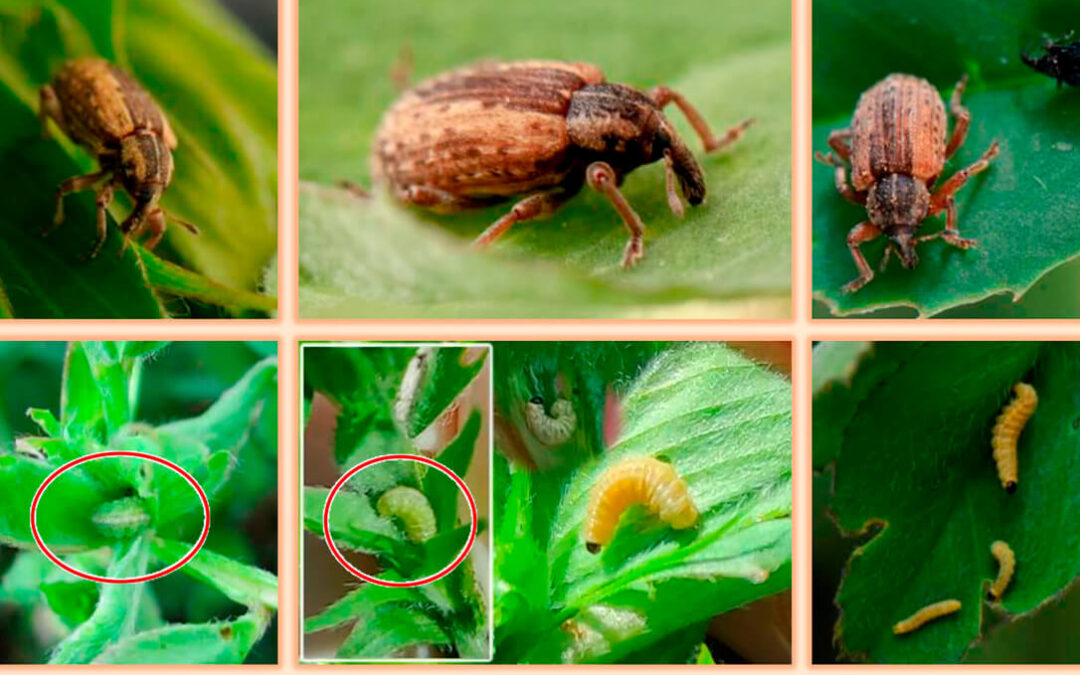 Advierten de la detección de gusano verde o gorgojo de la alfalfa cuyas larvas provocan defoliaciones en el cultivo