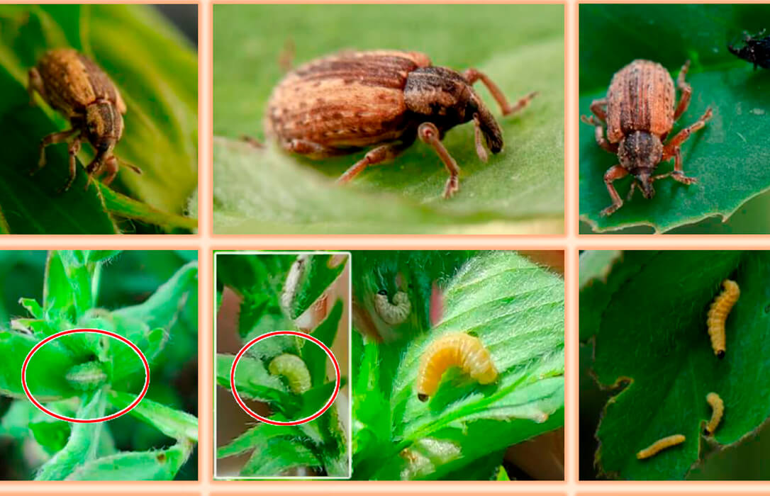 Advierten de la detección de gusano verde o gorgojo de la alfalfa cuyas larvas provocan defoliaciones en el cultivo