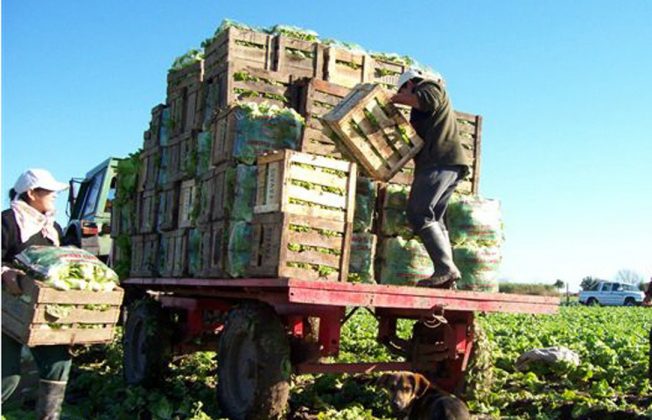 Las macrocifras del Gobierno destacan que el PIB agrícola subió un 7,1% durante el primer trimestre de este año