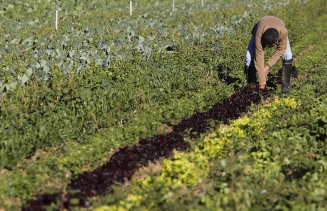 Satisfacción con la convocatoria, en la PAC 2025, de la intervención de la Agricultura y Ganadería Ecológica tras una larga negociación
