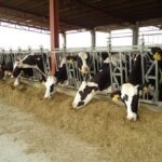 Advierten de los efectos colaterales de la guerra comercial: alertan al Gobierno del impacto en la ganadería por los aranceles a la soja americana