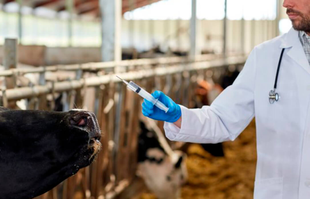 El Gobierno aprueba la voluntariedad de que las explotaciones ganaderas dispongan de un veterinario y de un plan sanitario integral