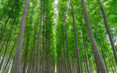 Un estudio demuestra que las choperas depuran las aguas contaminadas por fertilizantes agrícolas y evitan que contaminen las subterráneas