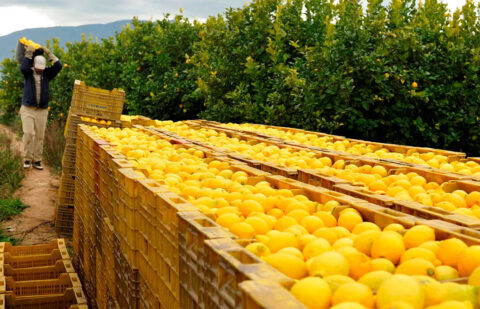 Cebollas, limones y peras conferencia, los básicos más encarecidos en abril y los limones fueron el alimento que más subió en todo el año