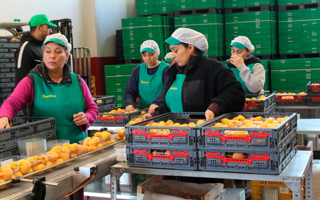 Piden un módulo fiscal permanente del 20% para el cultivo del níspero por el aumento de costes por su manejo agronómico y trabajo artesanal
