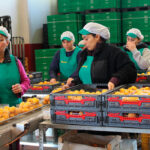 Piden un módulo fiscal permanente del 20% para el cultivo del níspero por el aumento de costes por su manejo agronómico y trabajo artesanal
