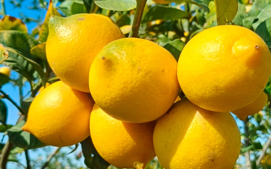 Prevén una reducción de cosecha del limón Verna y advierten a los agricultores que no deben admitir precios a la baja