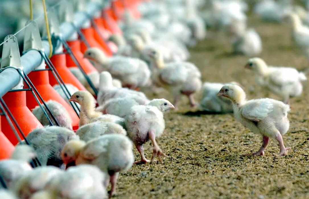 España y China firman un nuevo protocolo de exportación que permitirá aumentar el envío de carne de ave española a este mercado asiático