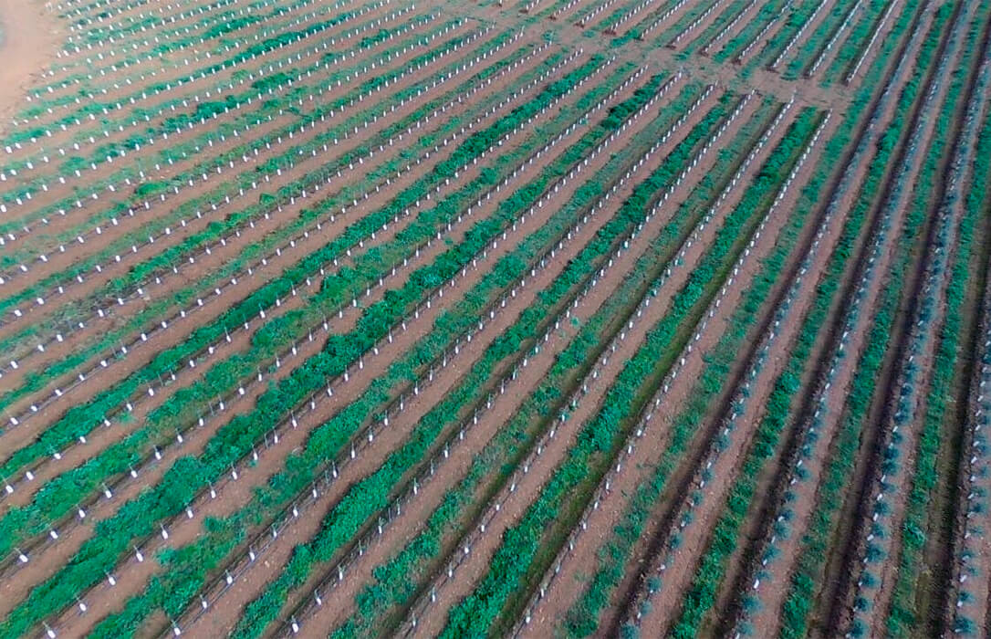 Se crearán campos de ensayo en Andalucía y Portugal para estudiar el comportamiento de cada variedad de olivar en seto