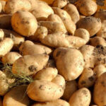 Nueva denuncia de importaciones de patata foránea y maniobras para reducir el precio en origen del producto nacional