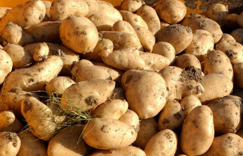 Nueva denuncia de importaciones de patata foránea y maniobras para reducir el precio en origen del producto nacional