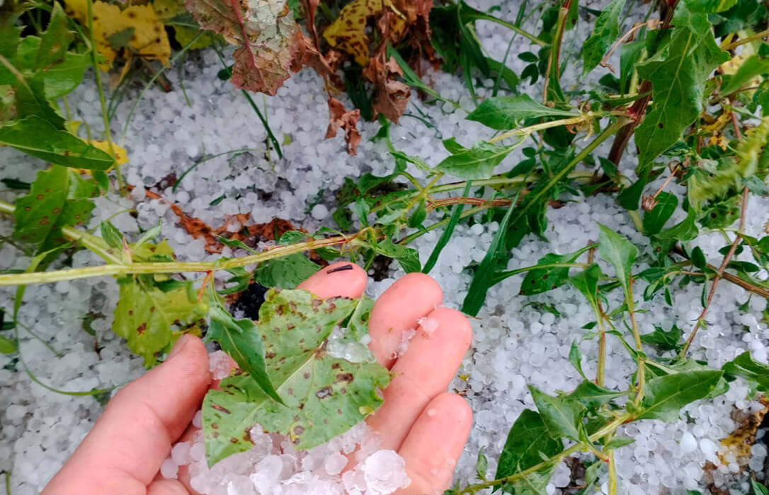 Agroseguro estima que el pedrisco habrán  afectado a unas 10.000 hectáreas de frutales en Cataluña y en la C. Valenciana ya le suman otras 8.000