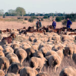 Instan al Ministerio a abrir nuevos mercados para el ovino y caprino tras perderse más de medio millón de ovejas reproductoras en un año