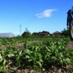 Informe anual sobre Producción y Consumo Ecológicos: «España cultiva ecológico, pero aún tiene que comer más»