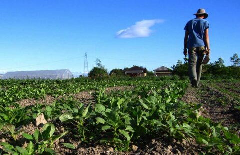 Informe anual sobre Producción y Consumo Ecológicos: «España cultiva ecológico, pero aún tiene que comer más»