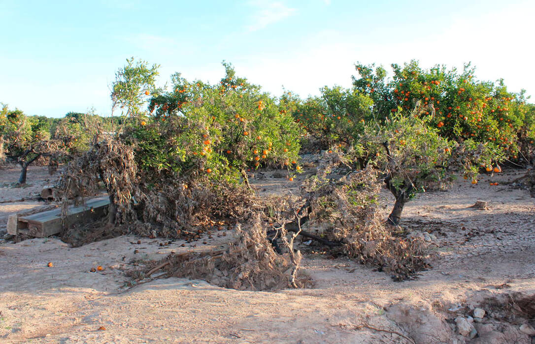 Publicada la orden ministerial para agilizar la recuperación de las explotaciones agrarias dañadas por la DANA