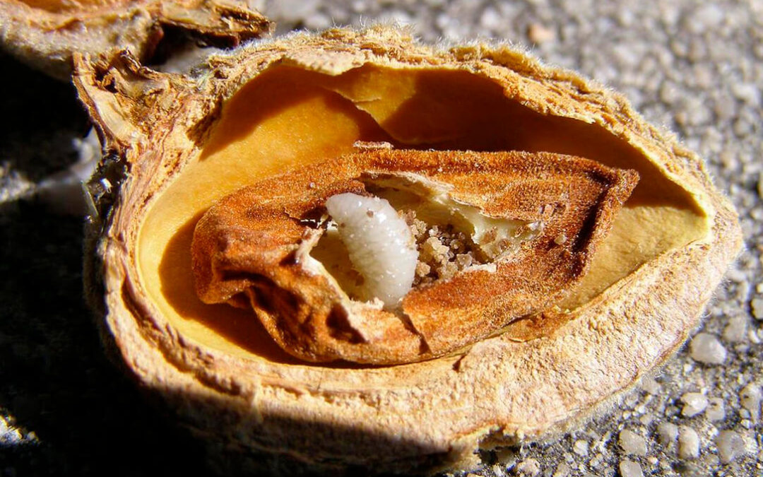 Piden un reparto gratuito de productos fitosanitarios para el control de la avispilla que afecta gravemente al cultivo del almendro