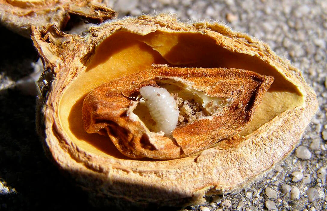 Piden un reparto gratuito de productos fitosanitarios para el control de la avispilla que afecta gravemente al cultivo del almendro