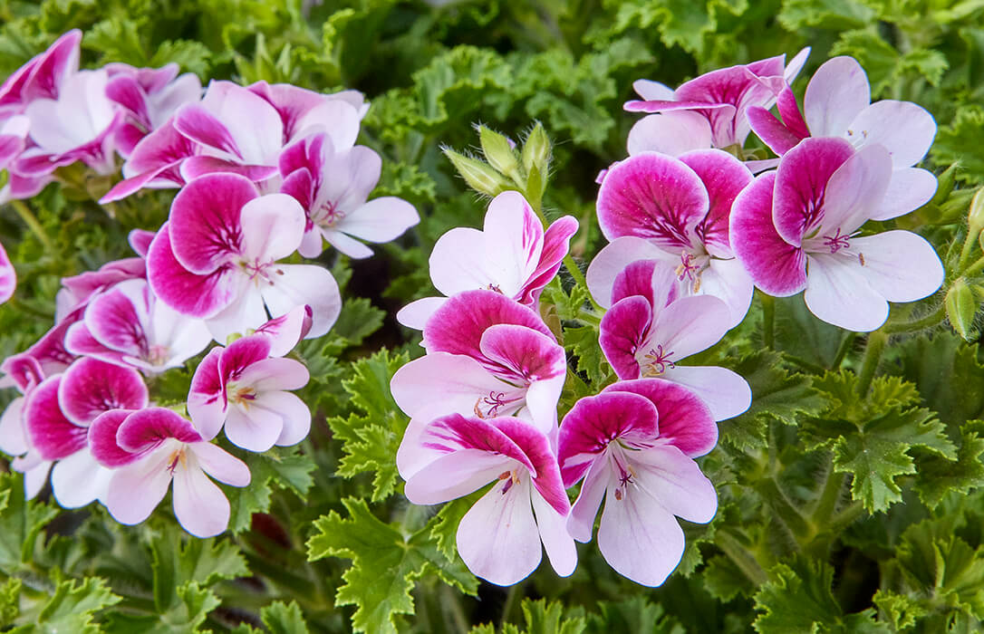 Pelargonium for Europe repartirá más de 1.000 geranios en Córdoba para promocionar esta planta a nivel nacional