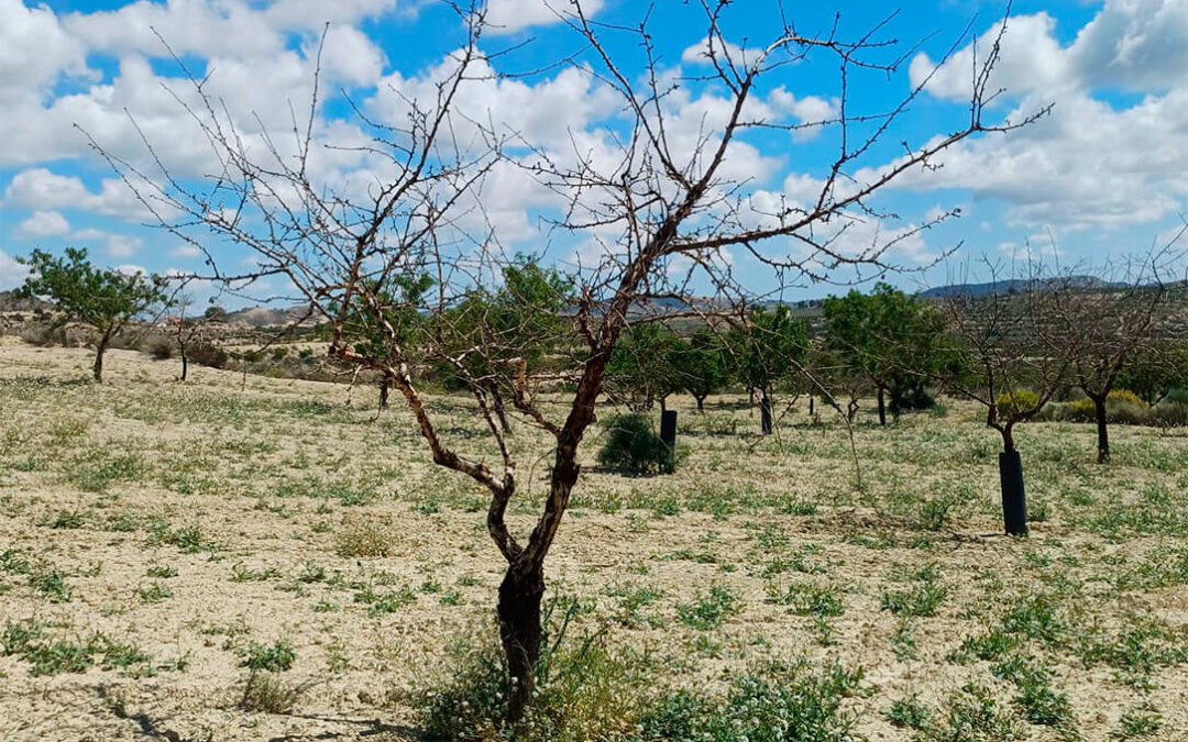 Reclaman a la Conselleria un plan de reposición de almendros muertos por la sequía: Alicante ya ha perdido el 32,82% de sus hectáreas