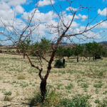 Reclaman a la Conselleria un plan de reposición de almendros muertos por la sequía: Alicante ya ha perdido el 32,82% de sus hectáreas