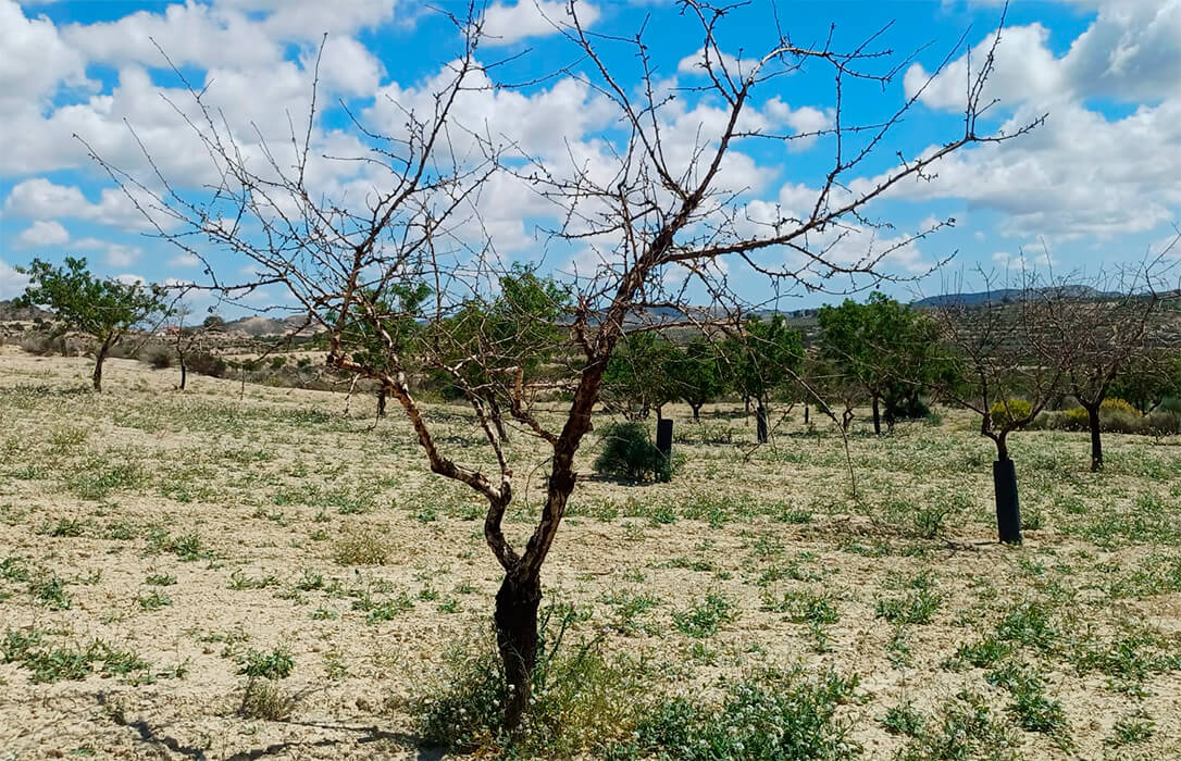 Reclaman a la Conselleria un plan de reposición de almendros muertos por la sequía: Alicante ya ha perdido el 32,82% de sus hectáreas