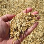 Impulso a la certificación de semillas de un sector unido que trabaja para hacer frente a los retos que se plantean en el cultivo de cereal