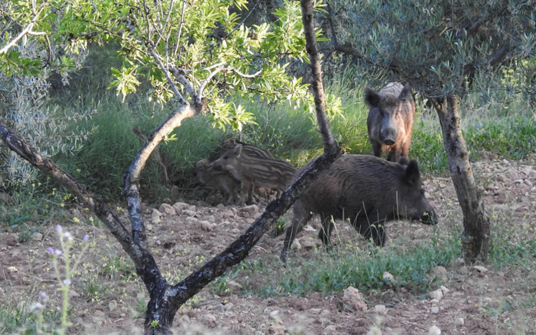 Presentan mociones a los ayuntamientos para actuar contra la sobrepoblación de jabalíes ante las ayudas para reducir la fauna salvaje