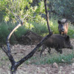 Presentan mociones a los ayuntamientos para actuar contra la sobrepoblación de jabalíes ante las ayudas para reducir la fauna salvaje