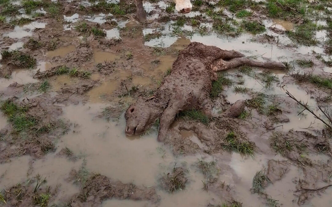 Un ataque de buitres a un ternero de tres días en la comarca de Puertas provoca su muerte de nuevo en Salamanca