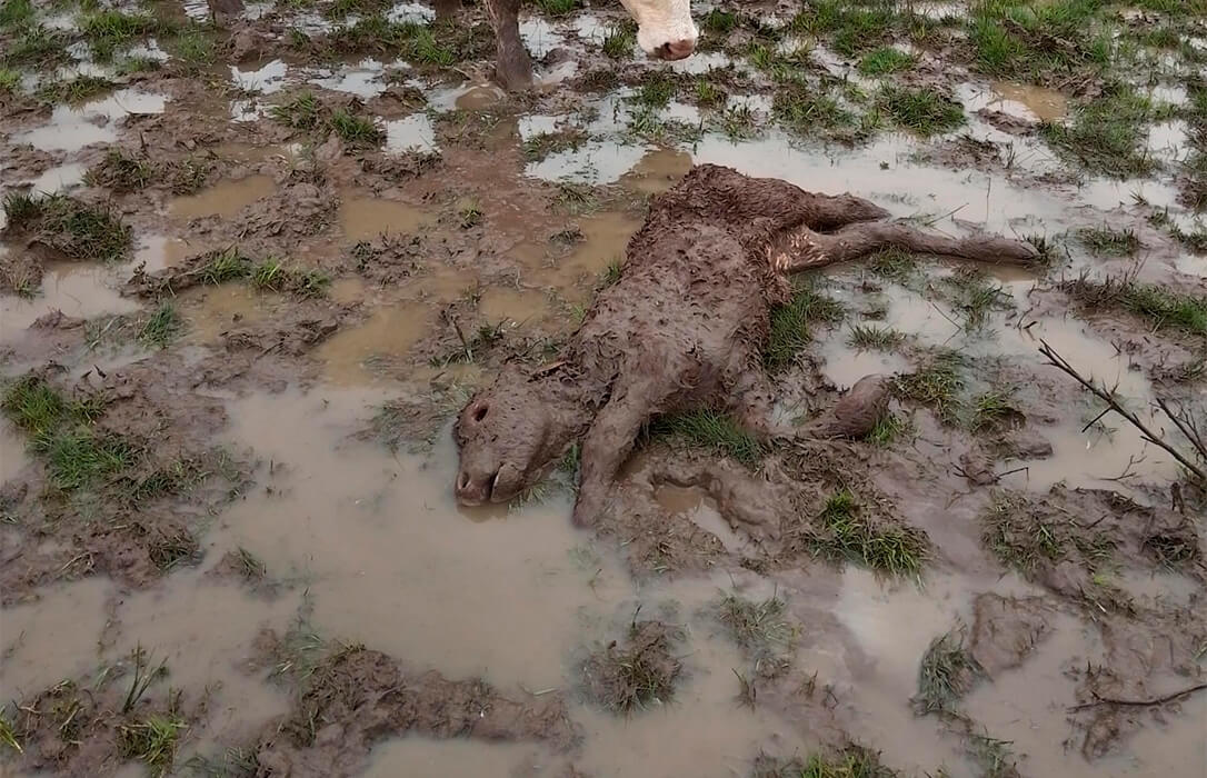 Un ataque de buitres a un ternero de tres días en la comarca de Puertas provoca su muerte de nuevo en Salamanca