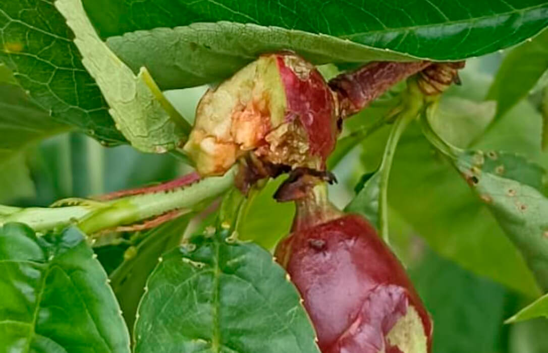 El granizo irrumpe en la campaña de fruta catalana con 40.000 hectáreas dañadas y la Generalitat convoca una Mesa Agraria para dar soluciones